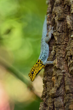 Dwarf yellow-headed gecko - Lygodactylus luteopicturatus, beautiful colored lizard from East African woodlands and forests, Zanzibar, Tanzania.