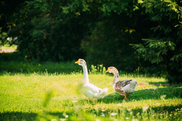 Geese Goose Walking Outdoors In Summer Day.
