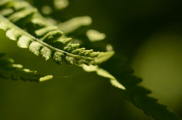 Macro closeup green fern leaf plant background.