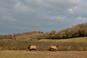 Two horses in a field among Chiltern Hills near Chesham, England 