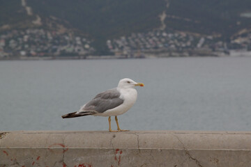 seagull on the pier