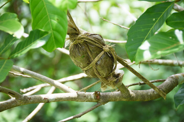 grafting branch is agricultural technique to make new tree