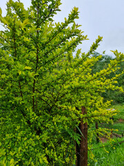green trees in the forest