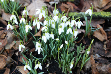 Delicate Snowdrop flower is one of the spring symbols telling us winter is leaving and we have warmer times ahead. Fresh green well complementing the white blossoms.
