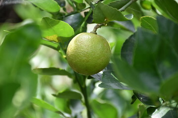 green lemons on tree in garden