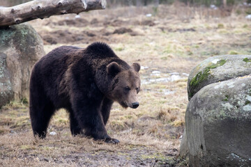 Brown bear in winter forest