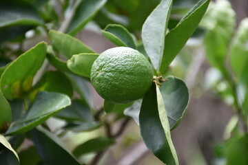 green lemons on tree in garden