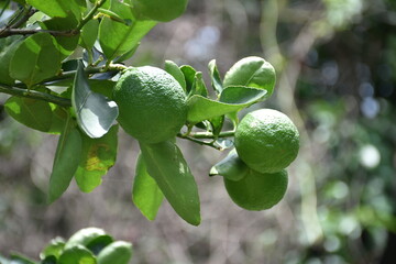 green lemons on tree in garden