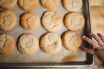 a delicious looking batch of snickerdoodle cookies and some warm milk in a rustic looking cup. the cookies are freshly baked and have   Cinnamon and sugar on them. the cow milk is fresh and warm. 