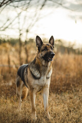 a male german shepherd is looking straight into the camera. the german shepherd's coat color is black and tan he is a working line gsd. the dog has big ears and looks very goofy and fun. also handsome