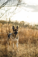 a male german shepherd is looking straight into the camera. the german shepherd's coat color is black and tan he is a working line gsd. the dog has big ears and looks very goofy and fun. also handsome
