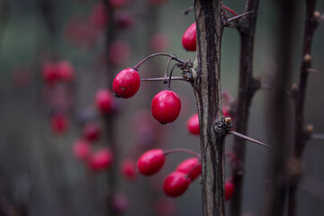 Red barberry bush branches. The Beauty That Hurts.