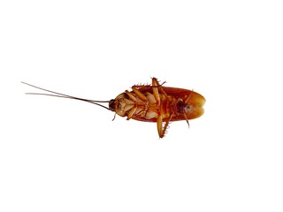 Top view a dead cockroach on white background