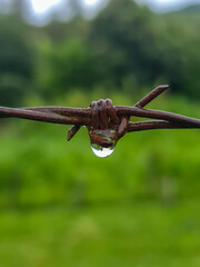 rusty barbed wire