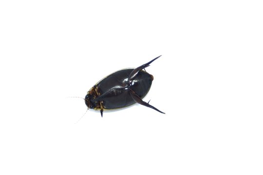 Water beetle isolated on a white background