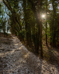 Fototapeta na wymiar Pathway covered with snow in Chiltern Hills in winter near Chesham, England