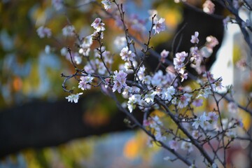 Cherry blossoms in Tokyo, Japan