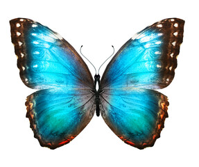 Color Morpho butterfly , isolated on the white background