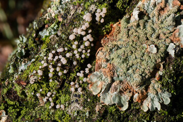 Close up and focus stacking of tiny mushrooms and lichens on a tree branch