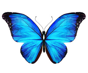 Color Morpho butterfly , isolated on the white background