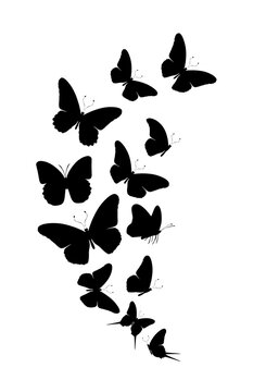 Flock of silhouette black butterflies on white background. Vector