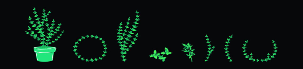 set of thyhme plants cartoon icon design template with various models. vector illustration isolated on black background