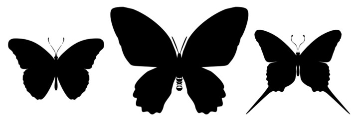 Three black butterflies icon, isolated on white background. Vector
