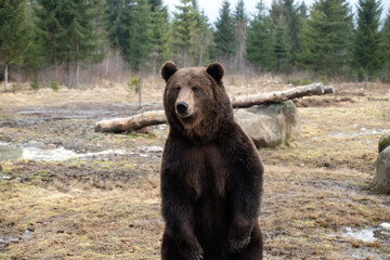 Obraz na płótnie Canvas Brown bear in winter forest