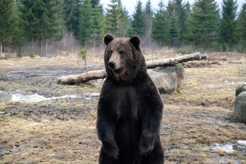 Brown bear in winter forest