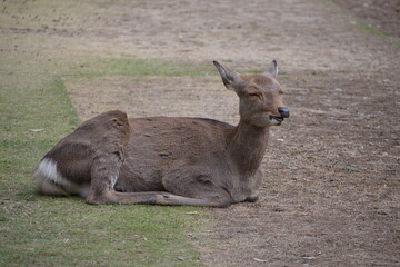 Deer in Nara, Japan
