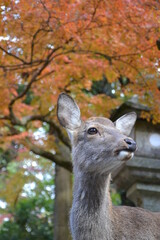 Deer in Nara, Japan