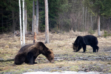 Fototapeta premium Brown bear in winter forest