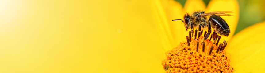 Bee and flower. Banner. Close up of a large striped bee collecting pollen on a yellow flower on a...