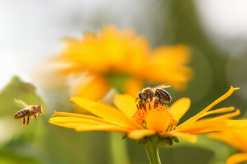 .Bee and flower. Close up of a large striped bee collects honey on a yellow flower on a Sunny...