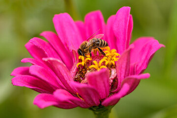 Bee and flower. Close up of a large striped bee collecting pollen on a pink flower on a Sunny bright day. Macro horizontal photography. Summer and spring backgrounds