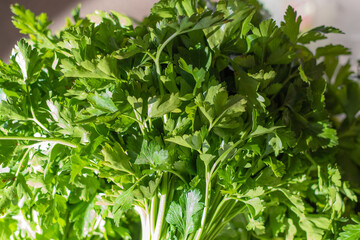 Fresh green parsley. 
Appetizing background texture of leafy vegetables.