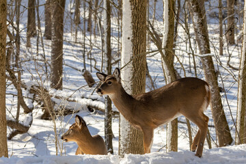 Fototapeta premium Deer. The white-tailed deer also known as the whitetail or Virginia deer in winter on snow. White tailed deer is the wildlife symbol of Wisconsin and game animal of Oklahoma.