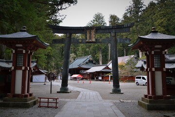 Deer in Nara, Japan