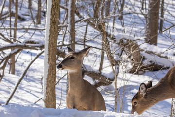 Deer. The white-tailed deer  also known as the whitetail or Virginia deer in winter on snow. White tailed deer is  the wildlife symbol of Wisconsin  and game animal of Oklahoma.