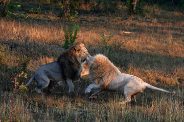 Lions fight for leadership. Battle of the Males