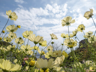 yellow flowers against blue sky