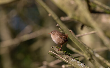 Wren