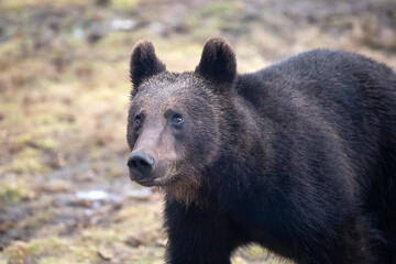 Brown bear in winter forest