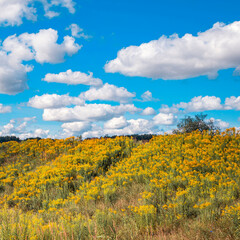Solidago canadensis flowers in bright yellow on the slope of the ravine in autumn.