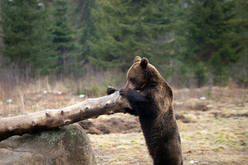 Obraz premium Brown bear in winter forest
