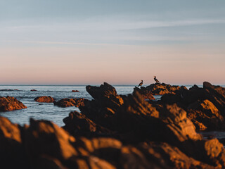 Two Great Cormorants chilling at the rocks during sunset