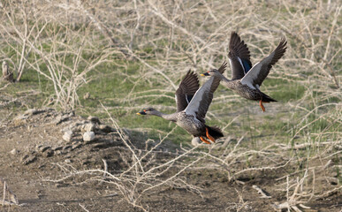 Indian spotted billed ducks flying from their breeding colony to get food. Mating pair of the ducks seen in rural parts of India. 