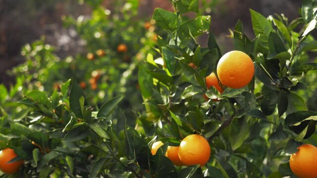 orange trees with fruits, orange plantation. fresh oranges on the tree. fruit harvest. local fruit farming.
