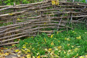Old wicker fence in the garden and yellow leaves on green grass, background