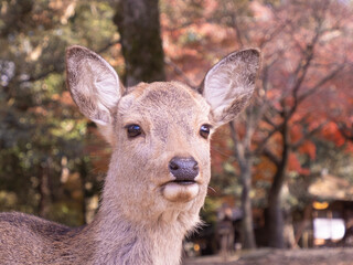 white deer
